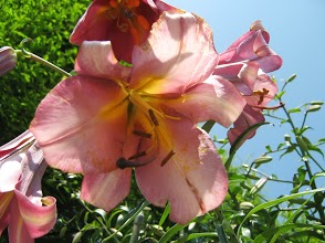 Lily flower 