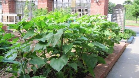 Sunflower foliage