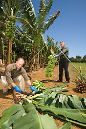 bananaplant