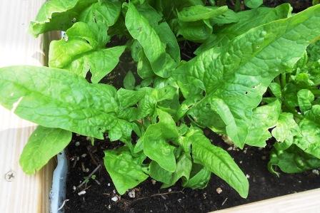 Spinach Plant